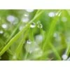 Spritzschutz-Rückwand WandArt Easy 80 Cm X 58,5 Cm Grass (D4002P BRIL) FSC® 1 Spritzschutz-Rückwand WandArt Easy 80 Cm X 58,5 Cm Grass (D4002P BRIL) FSC® -Obi Kuche Geschaft 424157 3526 1