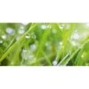 Spritzschutz-Rückwand WandArt Easy 120 Cm X 58,5 Cm Grass (D4002P BRIL) FSC® -Obi Kuche Geschaft 424237 3526 1